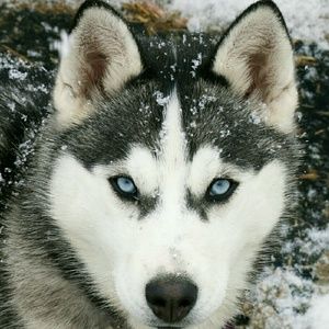 Meet your Posher, Kylee